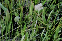 Antennaria pulcherrima