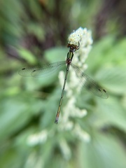Chalcolestes viridis