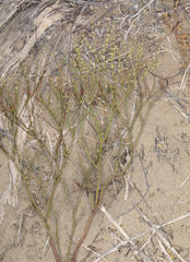 Eriogonum brachyanthum