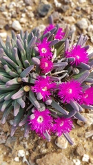Argyroderma fissum