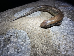 Ateuchosaurus chinensis