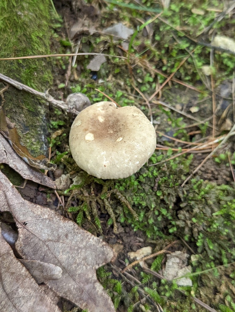 Lactarius subplinthogalus from Van Buren Township, IN, USA on August 07 ...