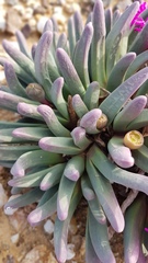 Argyroderma fissum