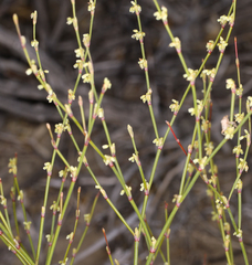 Eriogonum brachyanthum