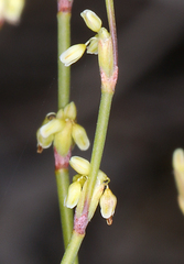 Eriogonum brachyanthum