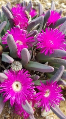 Argyroderma fissum