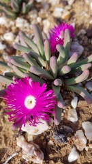 Argyroderma fissum