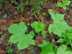 Filipendula glaberrima