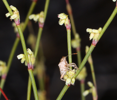 Eriogonum brachyanthum