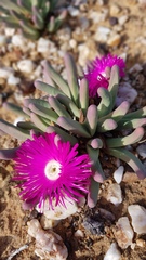 Argyroderma fissum