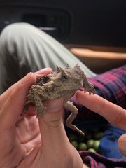 Phrynosoma asio