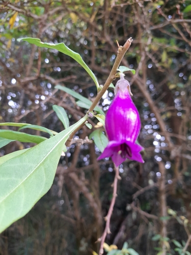 Image of Latua pubiflora by no rights reserved