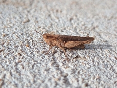 Acrididae