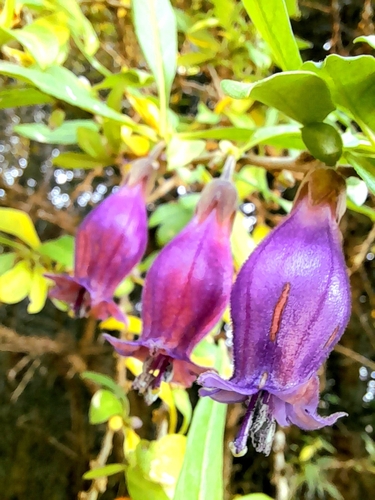 Image of Latua pubiflora by no rights reserved