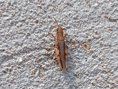 Acrididae