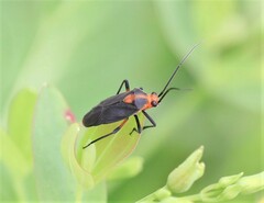 Prepops rubrovittatus