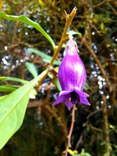 Image of Latua pubiflora by no rights reserved
