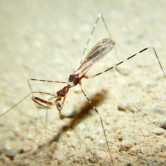 Stenolemoides arizonensis