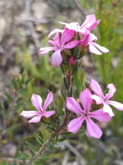 Acmadenia obtusata