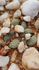 Lithops