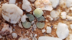 Lithops