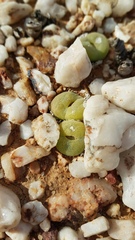 Lithops