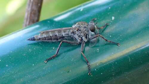 Kite-tailed robberfly photo 3