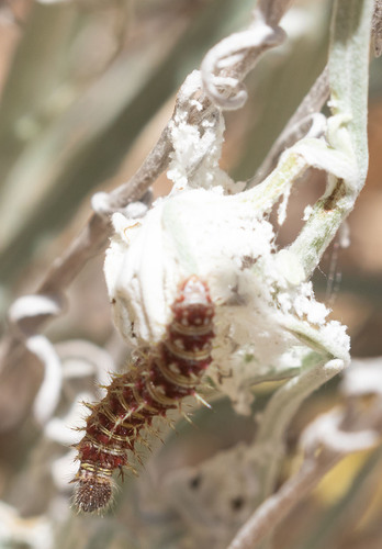 iNaturalist observation photo of American Lady