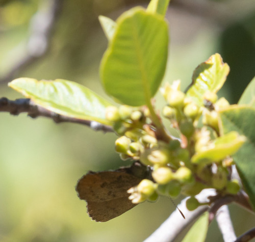 iNaturalist observation photo of Brown Elfin