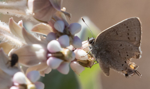 iNaturalist observation photo of California Hairstreak