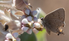Satyrium californica