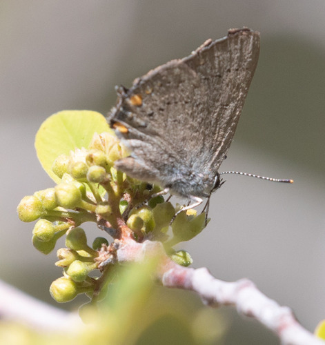 iNaturalist observation photo of California Hairstreak
