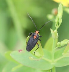 Prepops rubrovittatus