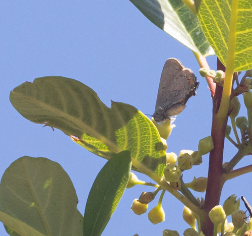 iNaturalist observation photo of California Hairstreak