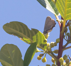 Satyrium californica