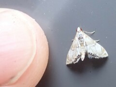 Eoparargyractis plevie