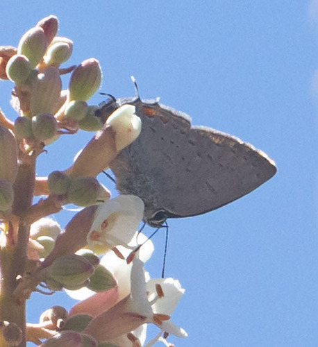 iNaturalist observation photo of California Hairstreak