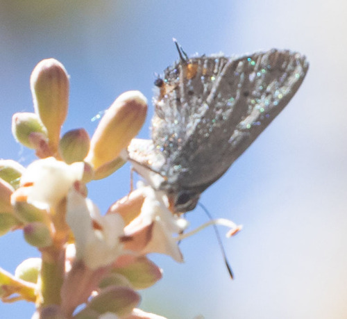 iNaturalist observation photo of California Hairstreak