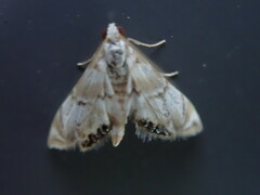 Eoparargyractis plevie