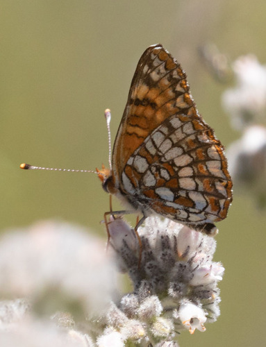 iNaturalist observation photo of Gabb's Checkerspot