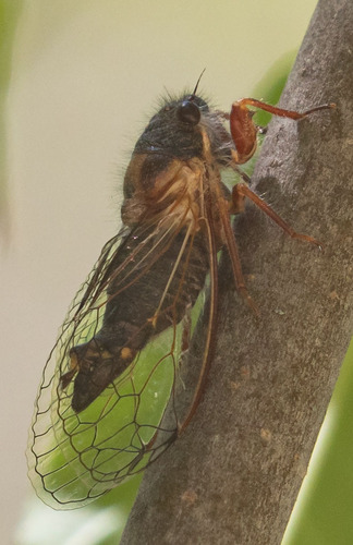 iNaturalist observation photo of Minor Cicada