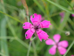 Microbotryum dianthorum