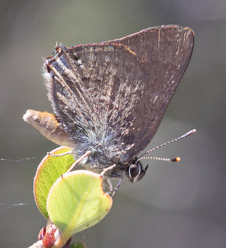 iNaturalist observation photo of Hedgerow Hairstreak