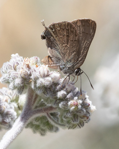 iNaturalist observation photo of Hedgerow Hairstreak
