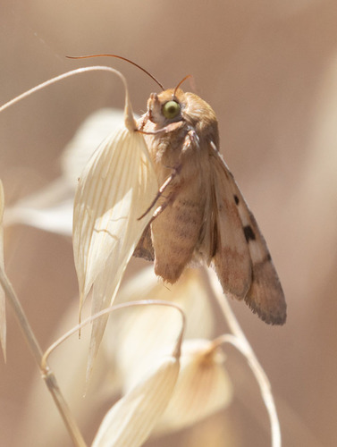 iNaturalist observation photo of Darker-spotted Straw Moth