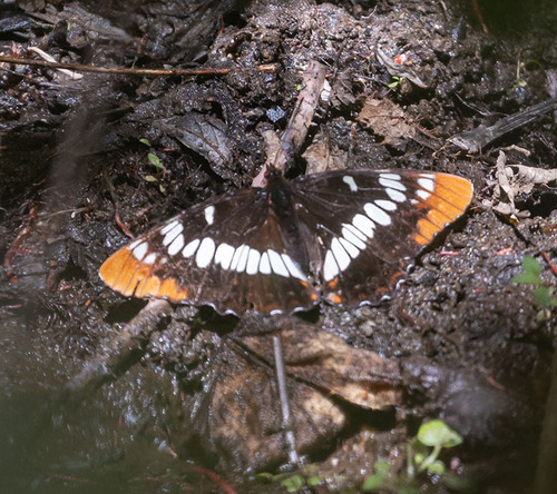 iNaturalist observation photo of Lorquin's Admiral
