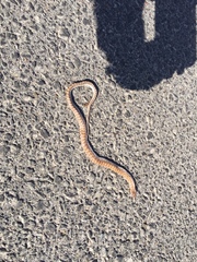 Arizona elegans philipi