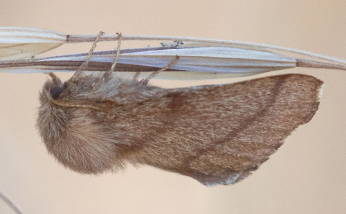 iNaturalist observation photo of Tent Caterpillar Moths