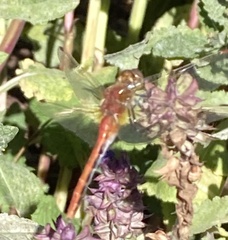 Sympetrum