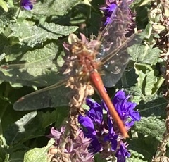 Sympetrum